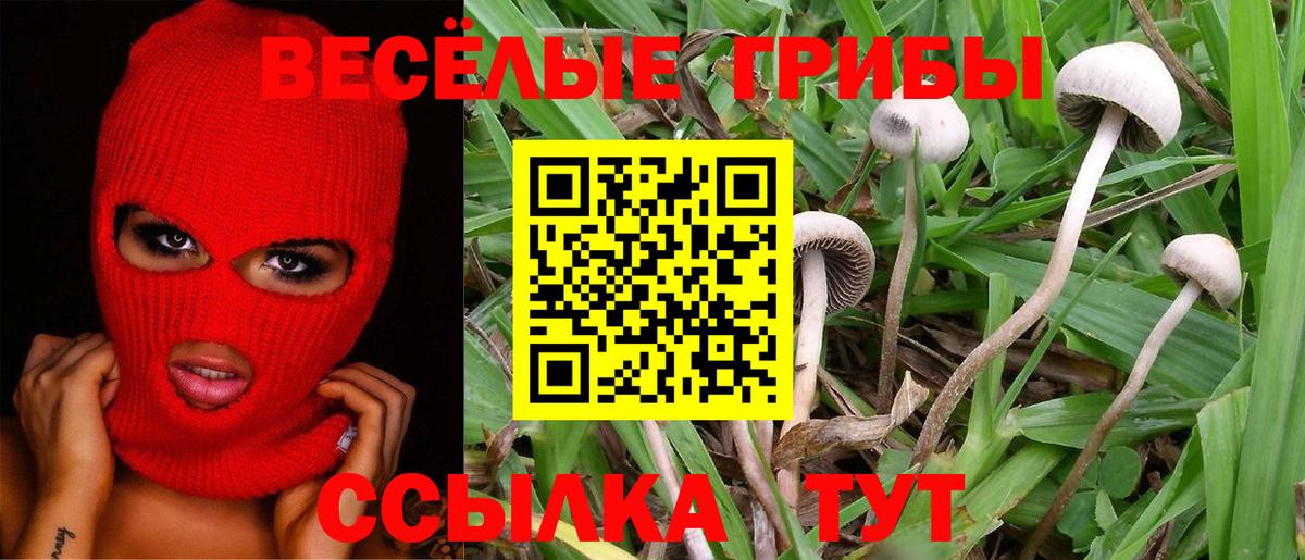 Сосновый Бор  Галлюциногенные грибы GOLDEN TEACHER  Псилоцибиновые грибы MAGIC MUSHROOMS  Вход с VPN 